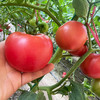 山东普罗旺斯西红柿（M） 商品缩略图1