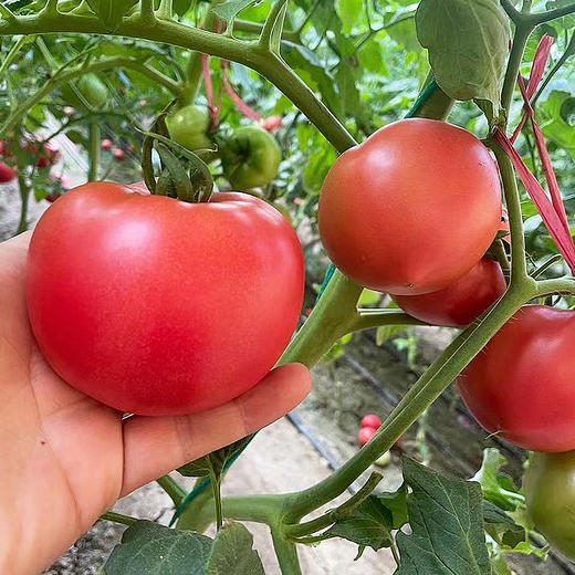 山东普罗旺斯西红柿（M） 商品图1