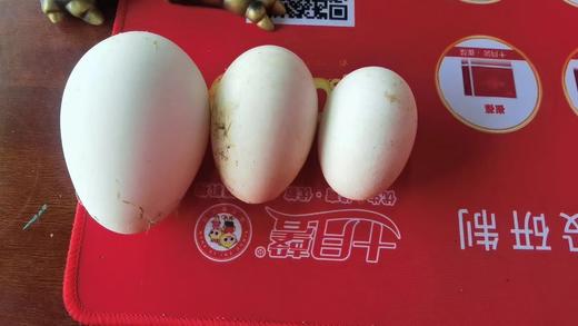 鹅蛋王10个 商品图1
