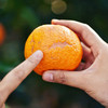 雲端•甜沃柑，一口爆汁，清香扑鼻、果肉细腻化渣 商品缩略图5