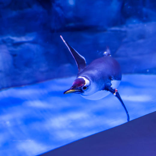 双11返场！1晚/2晚【苏州太仓ClubMed Urban Oasis】ClubMed首家室内玩雪体验！含一价全包/娱雪门票，嗨玩城市亲子酒店！ 商品图10