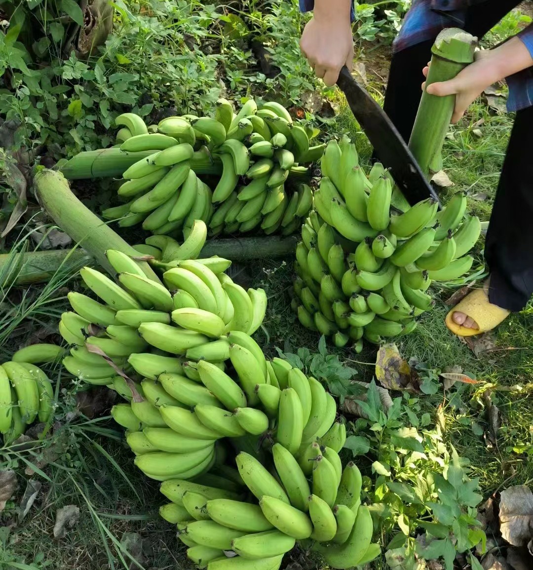零农残绿香蕉|漳州圆通直发