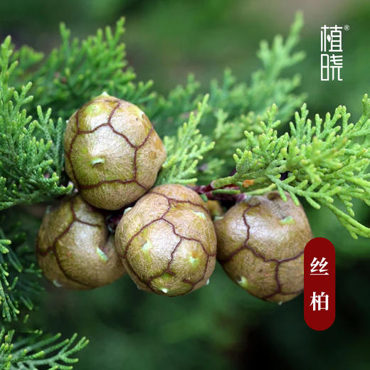 植晓 丝柏精油 5ml 商品图1