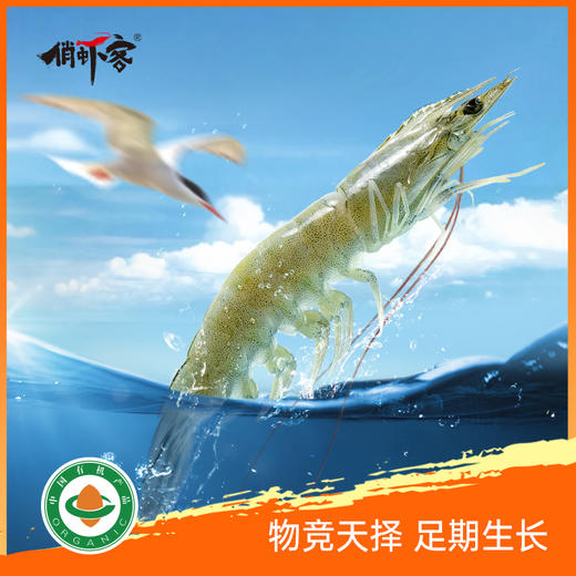 俏虾客有机带头生虾 规格21/25 克重400g/盒 商品图4