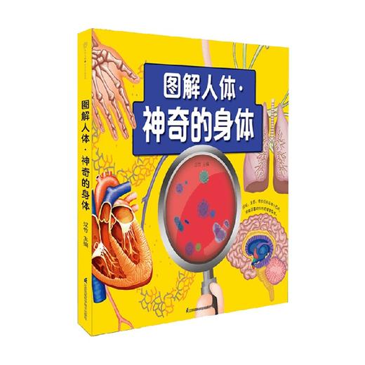 图解人体 神奇的身体 汉竹 编著 科普百科 商品图0