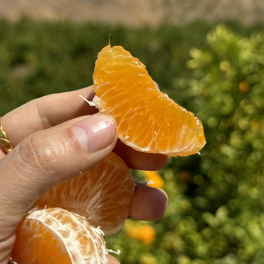 雲端•甜沃柑，一口爆汁，清香扑鼻、果肉细腻化渣 商品图4