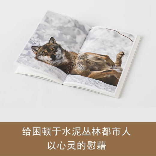 狼的智慧 我的25年荒野观狼之旅 （德）埃莉·H·拉丁格 著 商品图6
