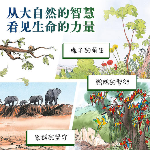 橡树见证的1000年系列·大奖科普绘本(点读版)(全3册) 商品图2
