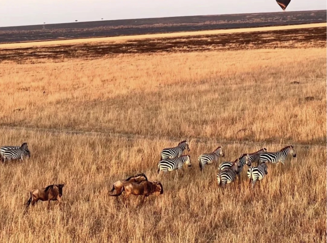 肯尼亚动物大迁徙·义工旅行招募