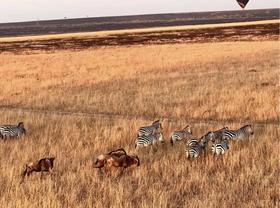 肯尼亚动物大迁徙·义工旅行招募