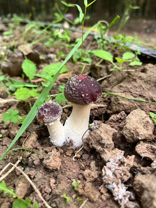 周五取货：【赤松茸】一箱毛重2斤左右，个头饱满，菌肉厚实，脆嫩可口，味纯鲜香！ 商品图8