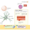 图解人体 神奇的身体 汉竹 编著 科普百科 商品缩略图2