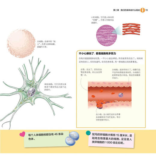 图解人体 神奇的身体 汉竹 编著 科普百科 商品图2