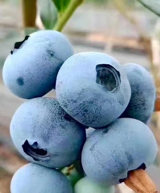 云南蓝莓鲜果  果径18mm+  整盒500克左右 商品图4