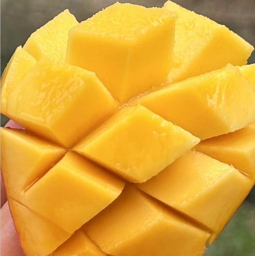 海南贵妃芒|新贵妃芒啦太开心🥳，打开盖子香喷喷的😍早期的果子居然这么好吃，自然熟果，细腻爽滑，又水又甜，味儿还很足，带着热带阳光的鲜活香味～🌞😋😋🥭 商品图1