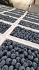 云南蓝莓鲜果  果径18mm+  整盒500克左右 商品缩略图1