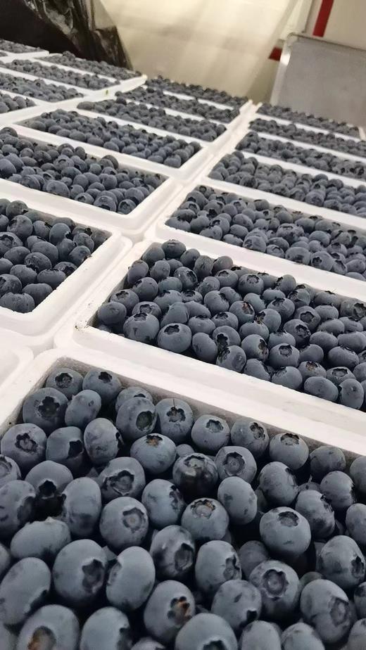 云南蓝莓鲜果  果径18mm+  整盒500克左右 商品图1