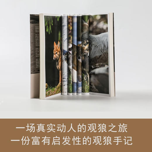狼的智慧 我的25年荒野观狼之旅 （德）埃莉·H·拉丁格 著 商品图4