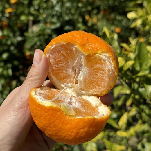 雲端•甜沃柑，一口爆汁，清香扑鼻、果肉细腻化渣 商品图6