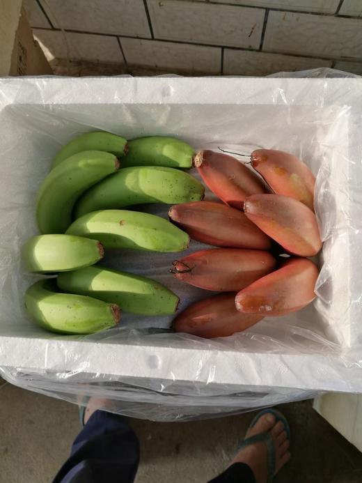 零农残绿香蕉|漳州圆通直发 商品图9