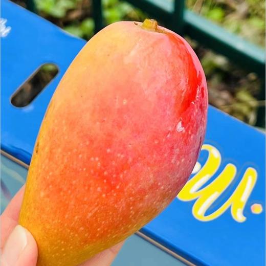 海南贵妃芒|新贵妃芒啦太开心🥳，打开盖子香喷喷的😍早期的果子居然这么好吃，自然熟果，细腻爽滑，又水又甜，味儿还很足，带着热带阳光的鲜活香味～🌞😋😋🥭 商品图2