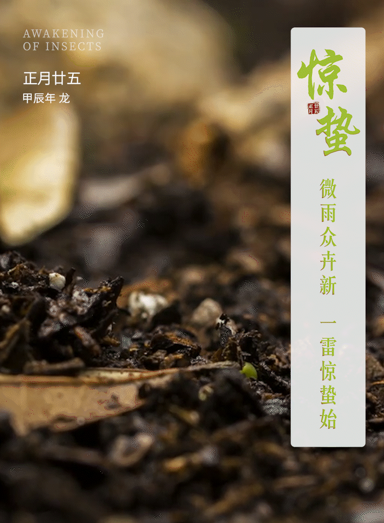 惊蛰 | 微雨众卉新，一雷惊蛰始