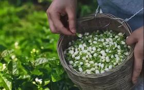  这款天山翠玉手串，戴出东方美人气韵！低至69元拿下！ 