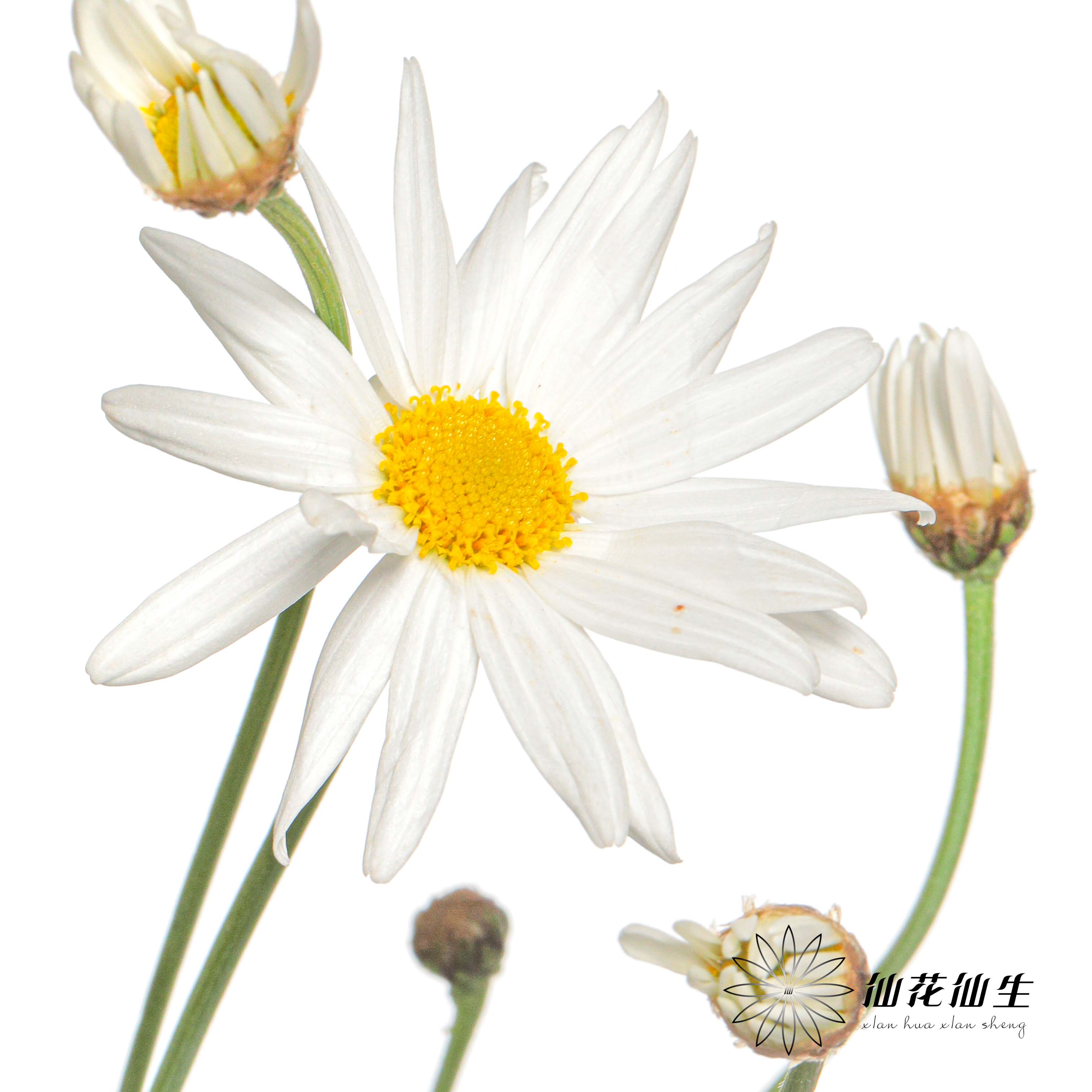 小菊 | 玛格丽特白色