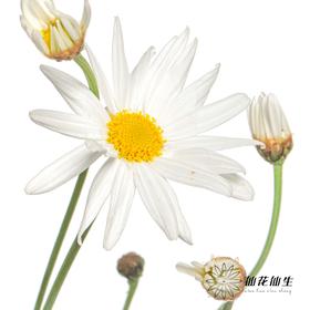 小菊 | 玛格丽特白色