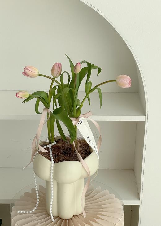 郁金香盆栽（每盆形态不同，介意慎拍） 商品图2