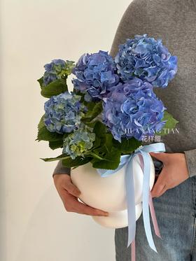 春日浪漫蓝色绣球盆栽（每盆形态不同，介意慎拍）