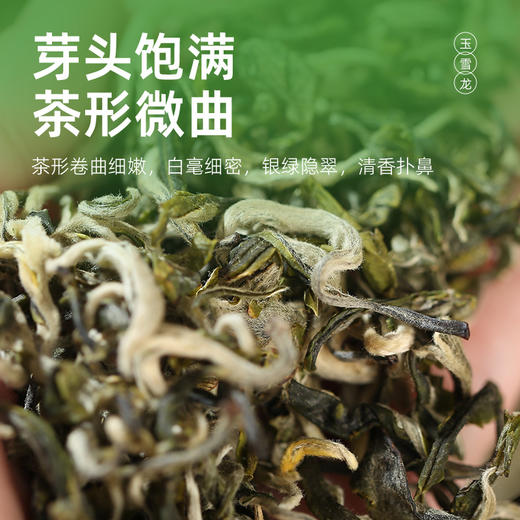 茶马世家丨玉雪龙 明前早春 云南绿茶 晒青绿茶 一级 125g 商品图2