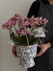 【花漾女神】蝴蝶兰盆栽（每盆形态不同，介意慎拍） 商品缩略图0