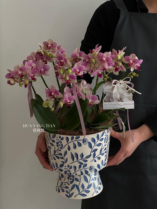 【花漾女神】蝴蝶兰盆栽（每盆形态不同，介意慎拍） 商品图0