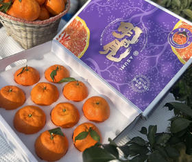 晚熟柑橘明日见礼盒装