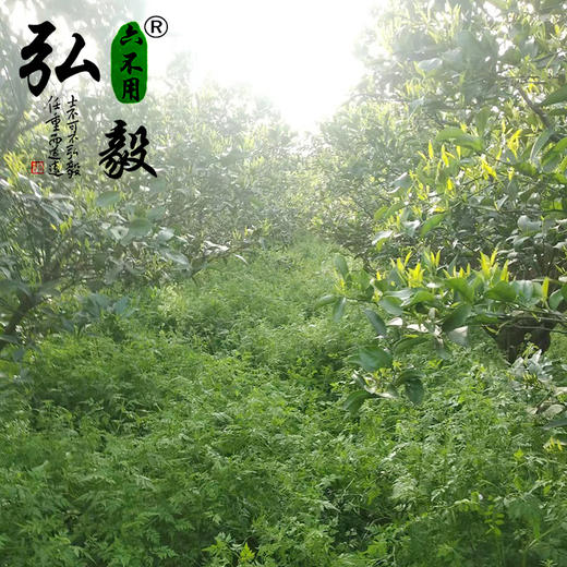 【弘毅六不用生态农场】六不用 柑橘 耙耙柑 8.5斤/份 商品图3