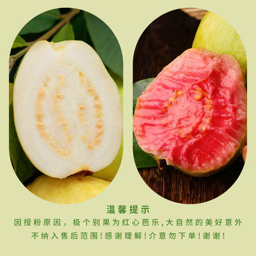 奶油芭乐新鲜水果正宗软糯奶油潘石榴软糯香甜 树上熟的奶油芭乐 营养价值高 商品图6