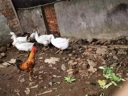 鹅蛋（4个/盒）重量一斤约3个 商品图3