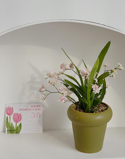 梦香兰盆栽（每盆形态不同，介意慎拍） 商品图0