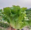 【贺兰山罗马生菜】1斤装～供港基地出品 商品缩略图1