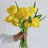 班戟郁金香鲜切花9支 商品缩略图1
