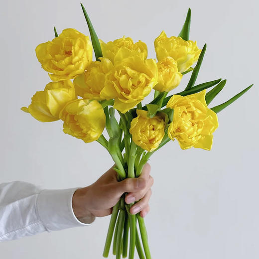 班戟郁金香鲜切花9支 商品图1