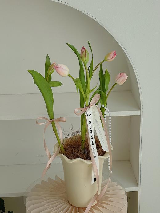 郁金香盆栽（每盆形态不同，介意慎拍） 商品图3