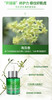 拾光肌因海茴香油+海茴香面膜油敷套组 商品缩略图9