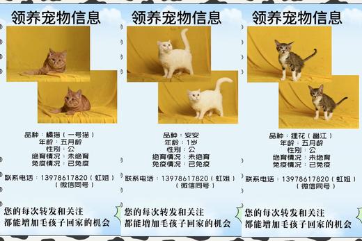 #以领养代替购买#给TA一个家 救助帮助流浪动物（本链接勿拍，仅提供领养信息） 商品图8