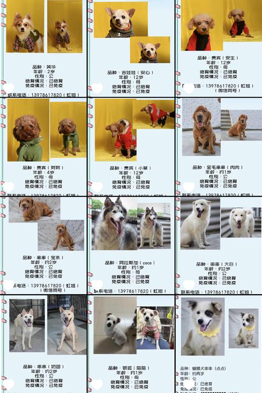 #以领养代替购买#给TA一个家 救助帮助流浪动物（本链接勿拍，仅提供领养信息） 商品图3
