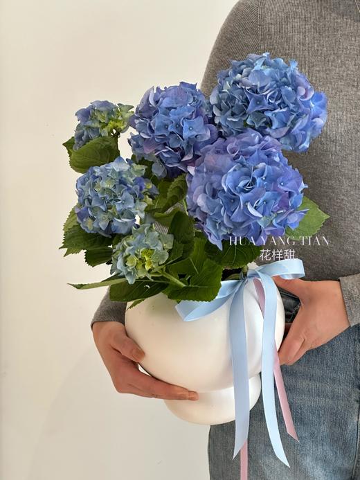 春日浪漫蓝色绣球盆栽（每盆形态不同，介意慎拍） 商品图2