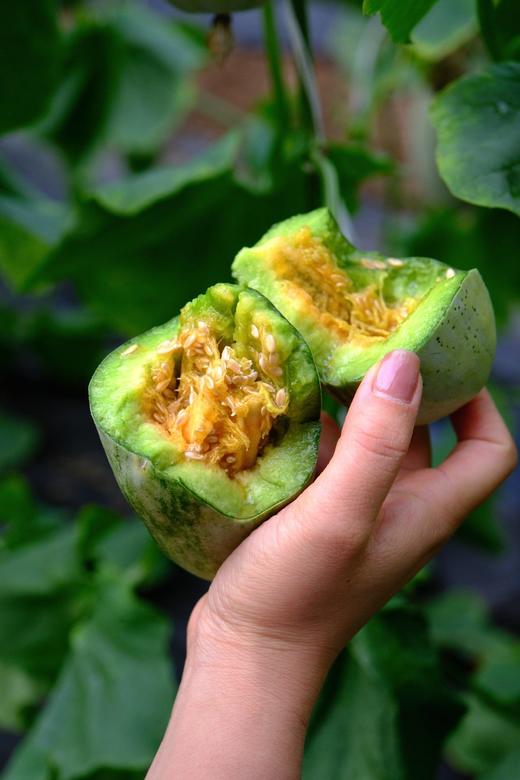 【京东包邮】2026新款博洋瓜，比博洋九还好吃的博洋酥7来啦，生物发酵肥灌溉，嫩脆可口基地直邮 商品图0