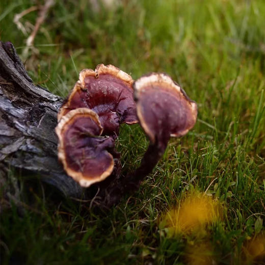 灵芝赤芝干货 黑灵芝整朵 赤灵芝 可打粉切片 深山高端礼品  懂行必入 商品图1
