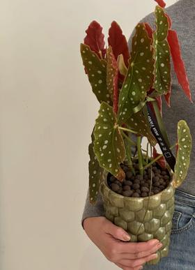 鳟鱼盆栽（每盆形态不同，介意慎拍）